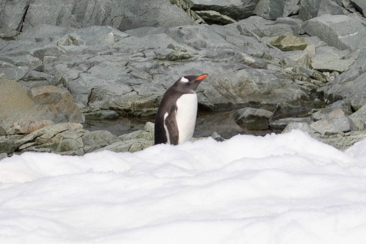 Gentoo Penguin - ML144848091