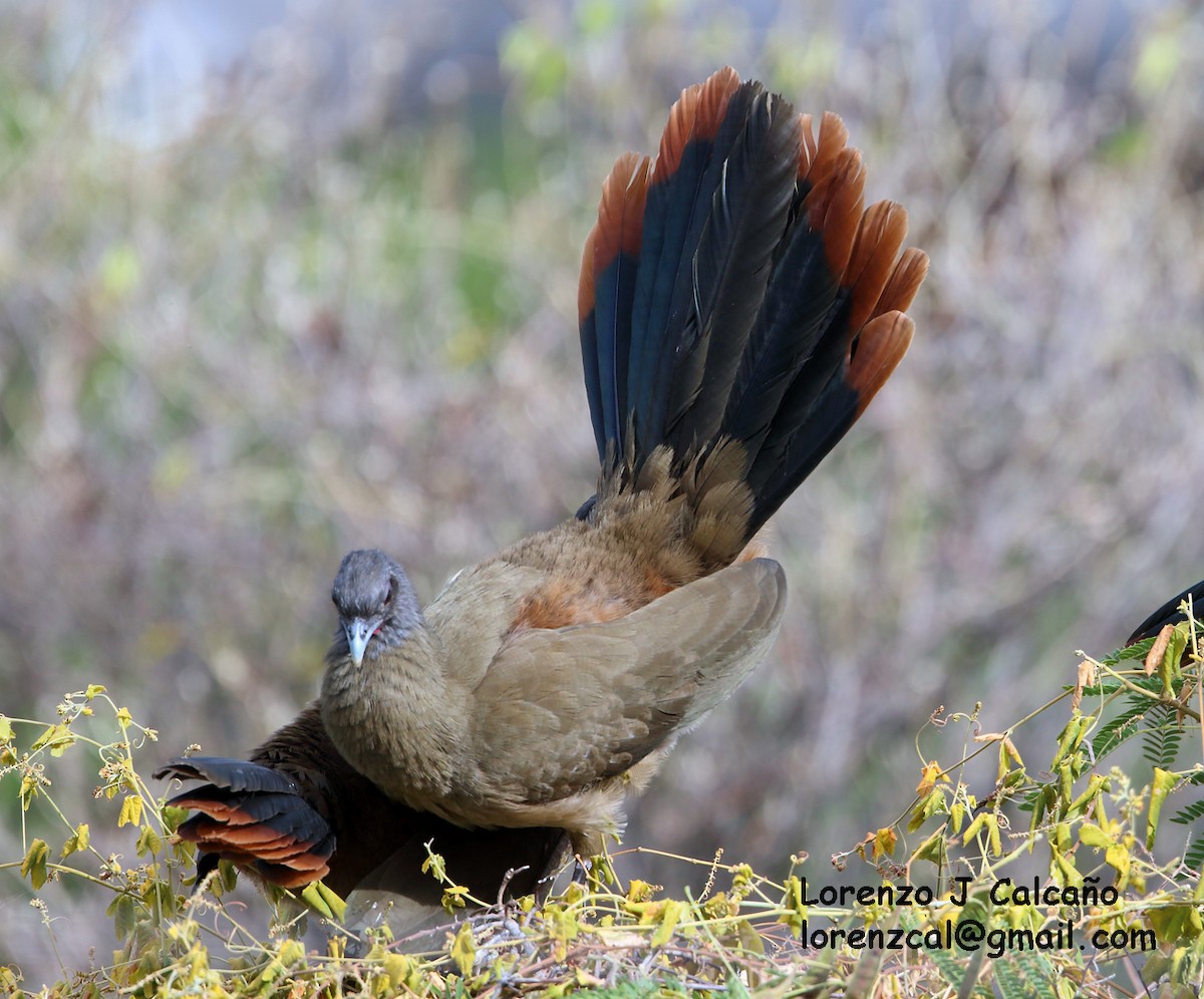 Rufous-vented Chachalaca - ML144849541