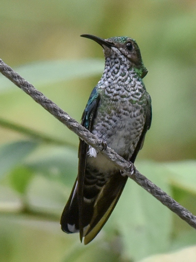 Colibrí Nuquiblanco - ML144849601