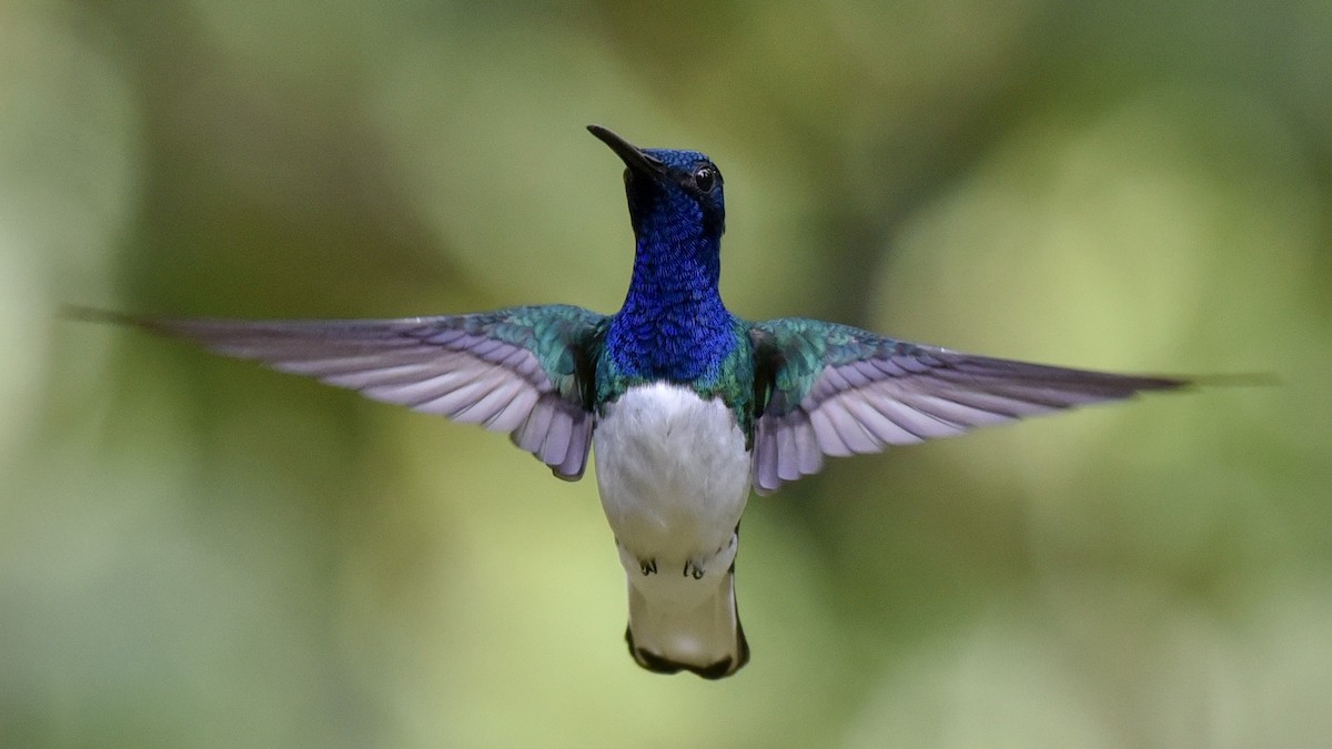 White-necked Jacobin - ML144849651