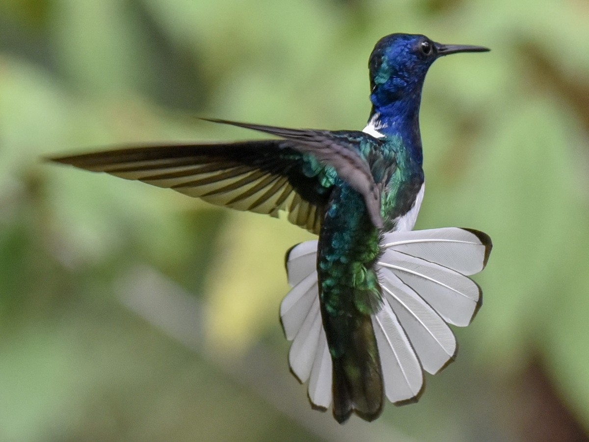 Colibrí Nuquiblanco - ML144849761