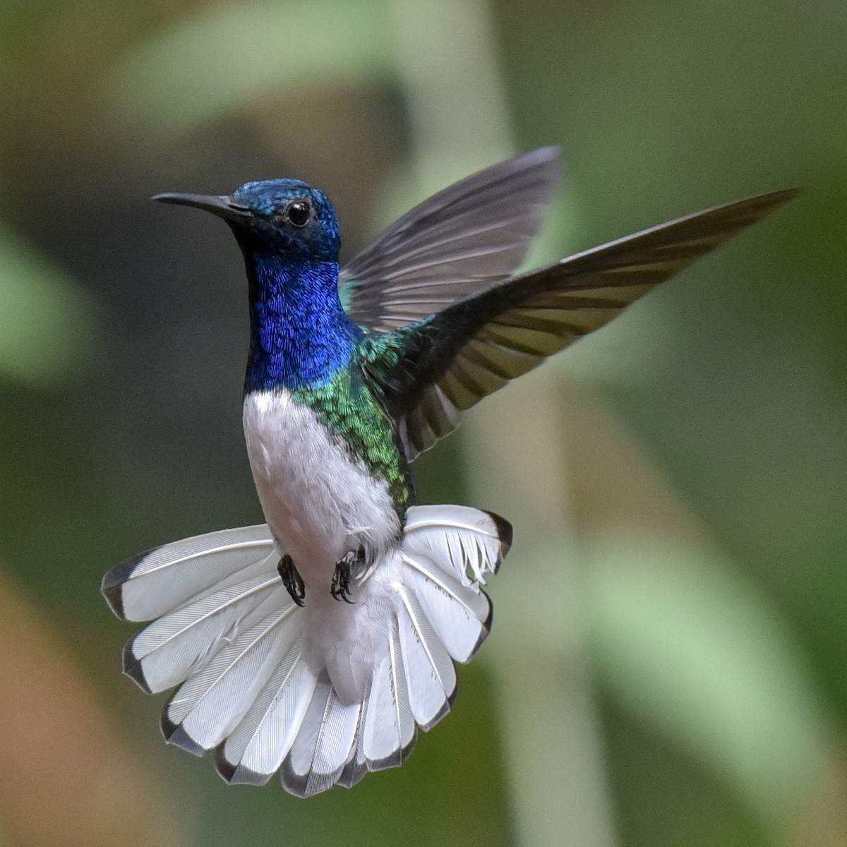 White-necked Jacobin - ML144849771