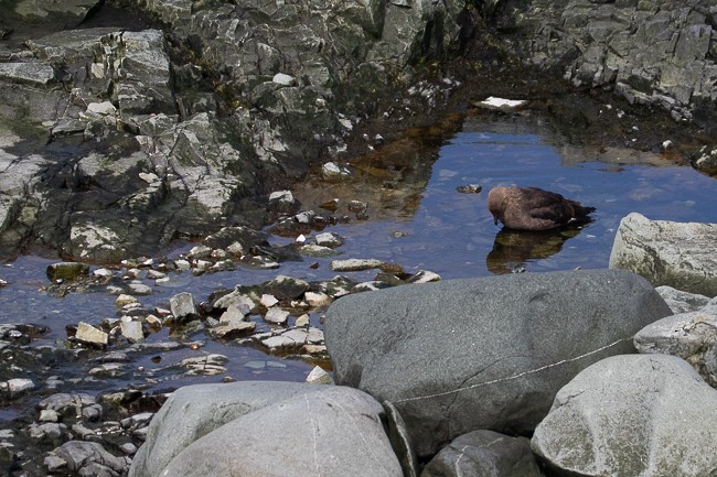 Brown Skua - ML144849931