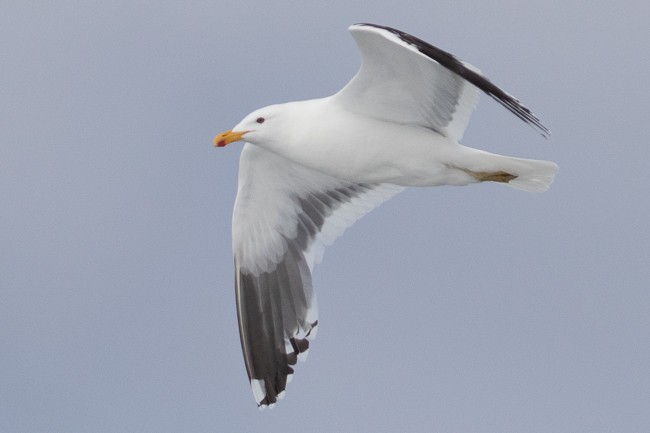 Kelp Gull - ML144849981