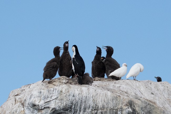 Antarctic Shag - ML144850141