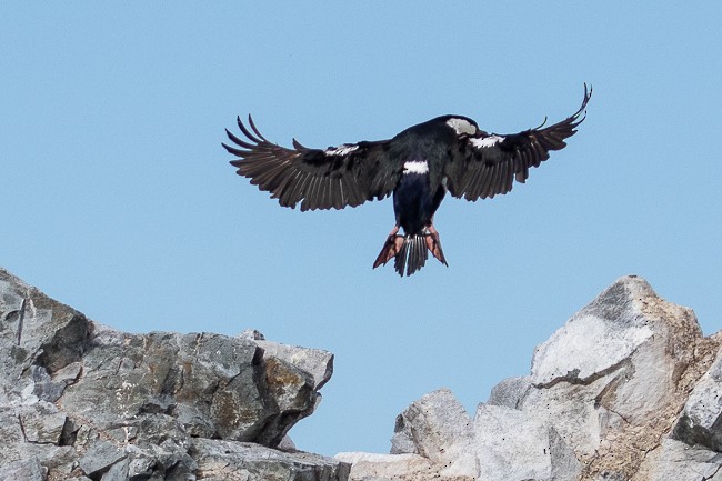 Antarctic Shag - ML144850151