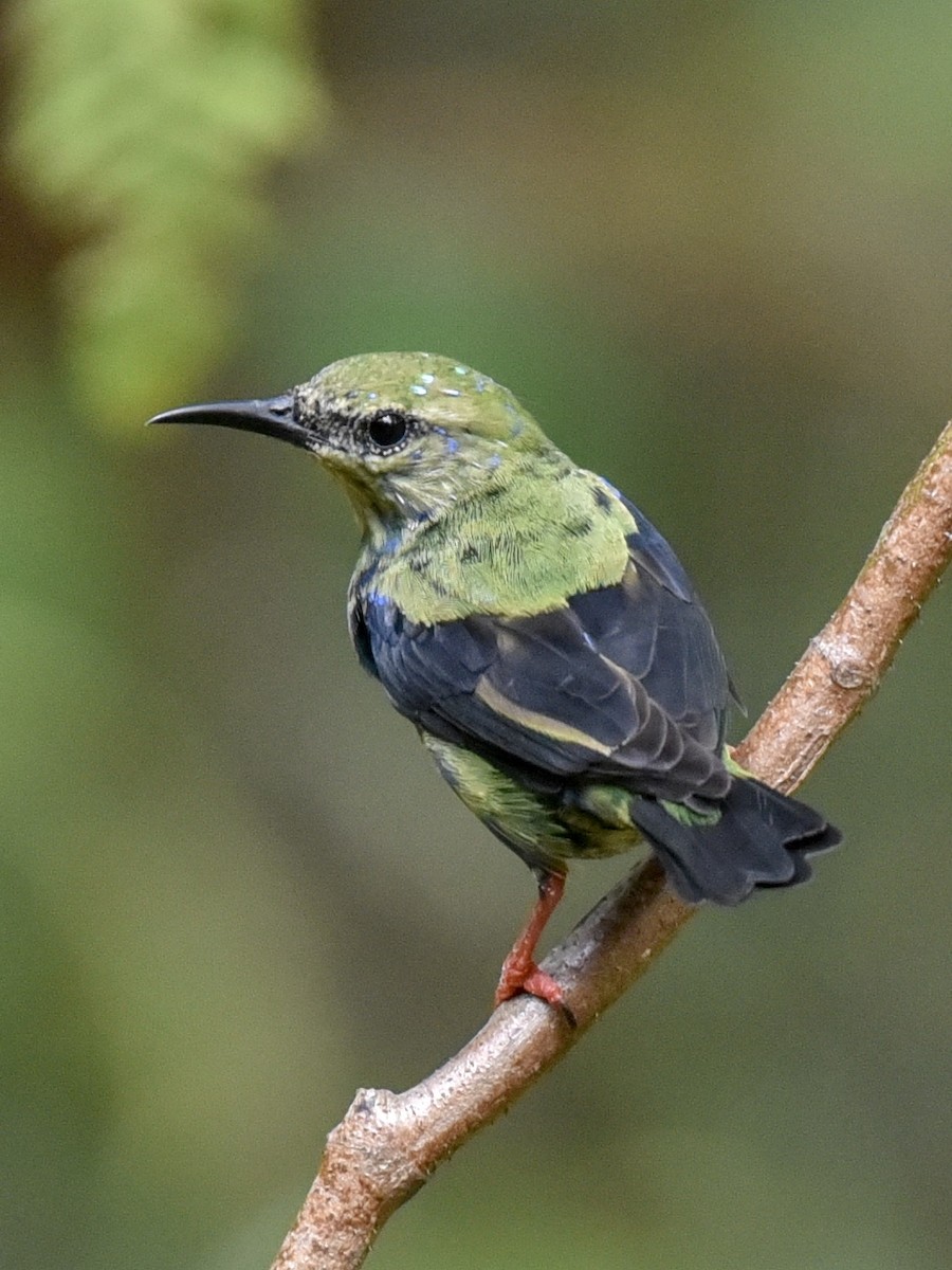 Red-legged Honeycreeper - ML144850181