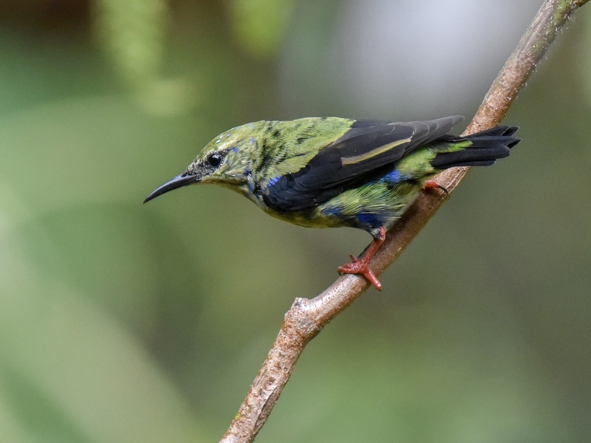 Red-legged Honeycreeper - ML144850201