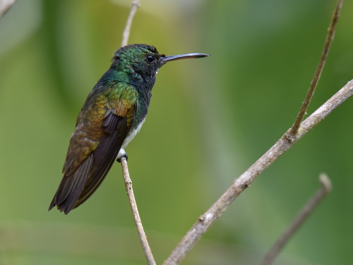 Snowy-bellied Hummingbird - ML144850541