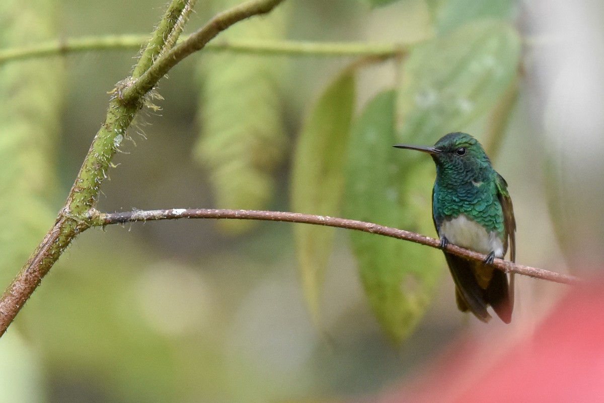 Snowy-bellied Hummingbird - ML144850621