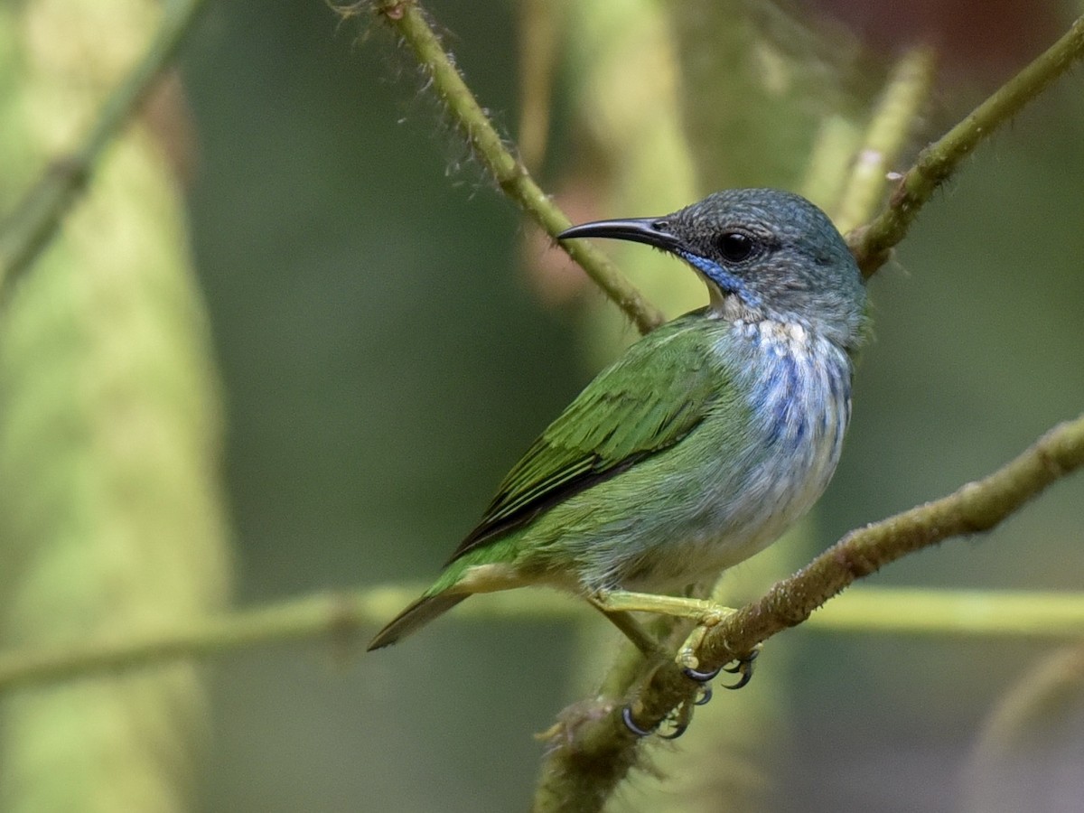 Shining Honeycreeper - ML144850741