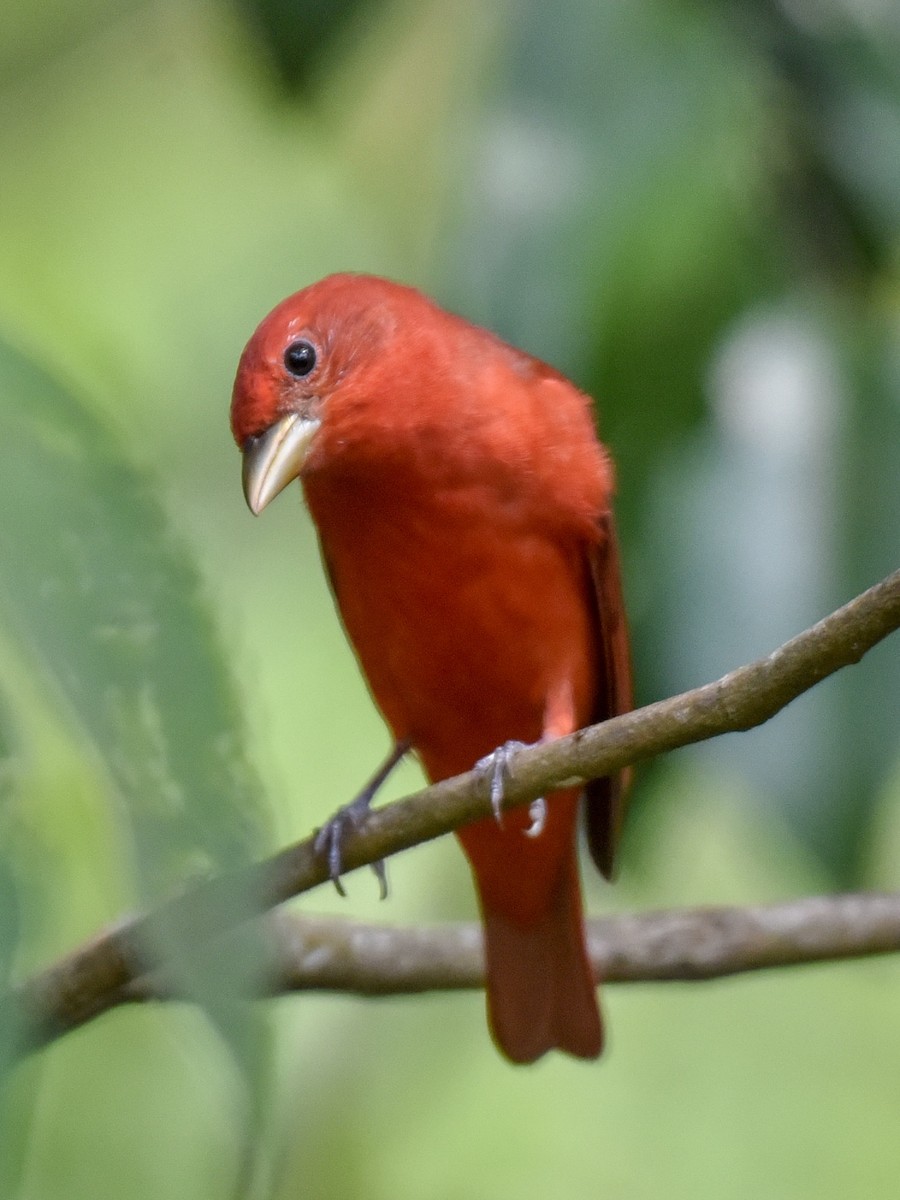 Summer Tanager - ML144850761