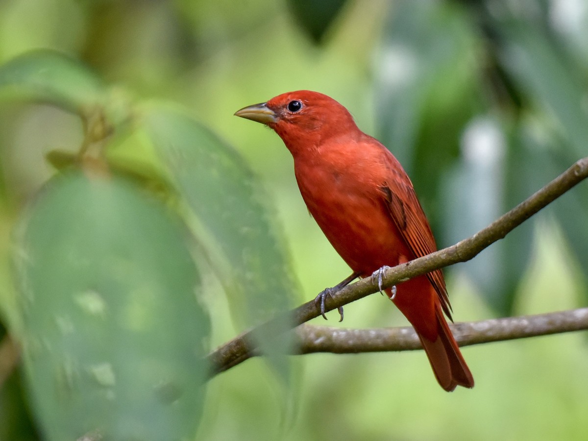 Summer Tanager - ML144850791