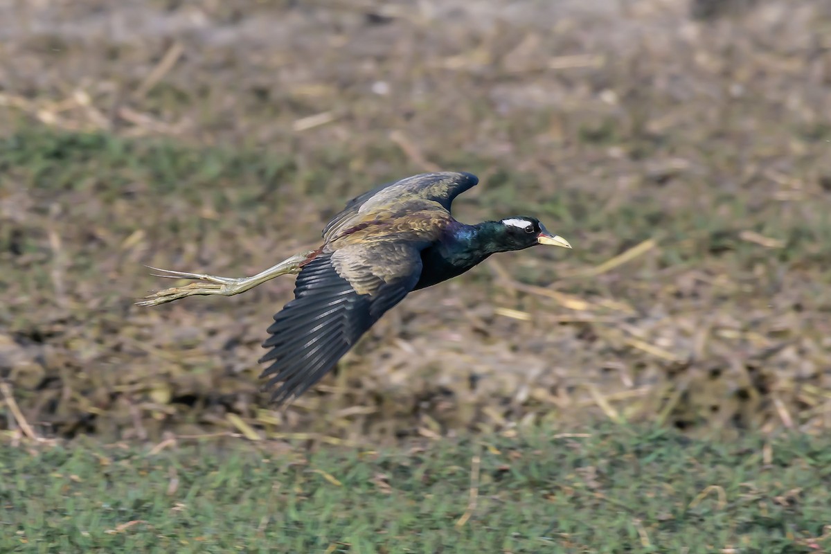 Bronze-winged Jacana - ML144850921