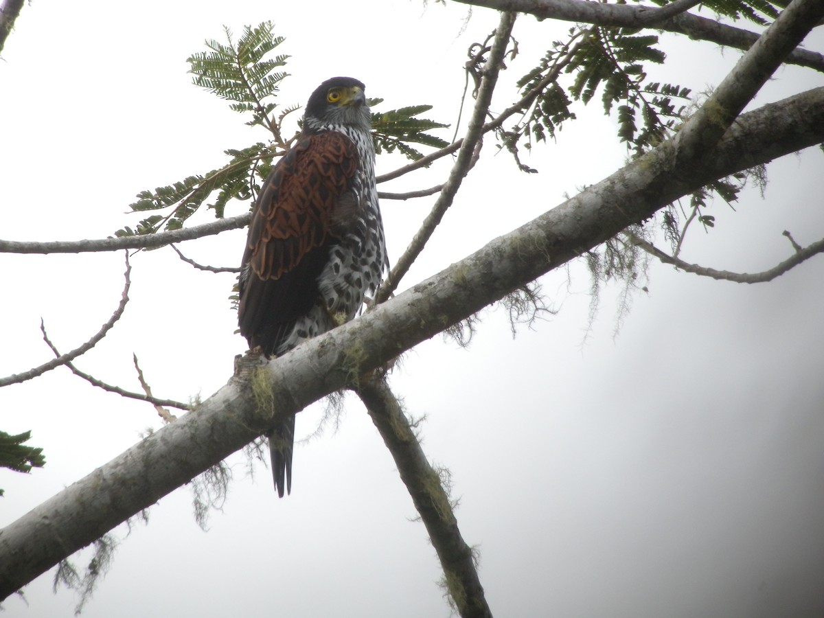 Chestnut-shouldered Goshawk - ML144851361