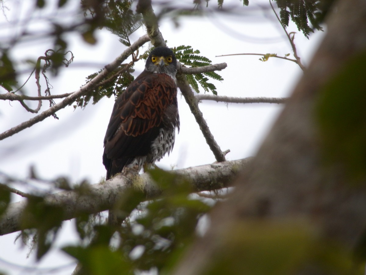 Chestnut-shouldered Goshawk - Szabolcs Kókay