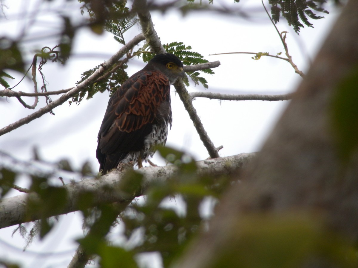 Chestnut-shouldered Goshawk - ML144851411