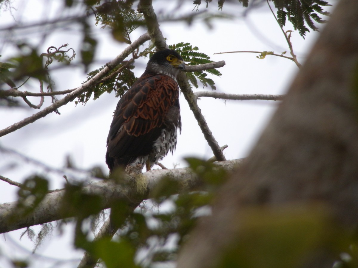 Chestnut-shouldered Goshawk - ML144851421