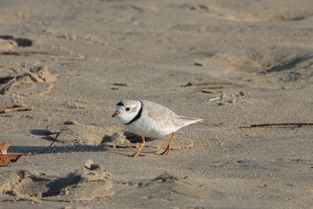 Piping Plover - June McDaniels