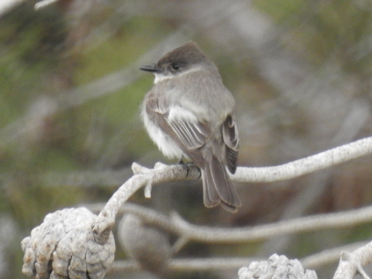 Eastern Phoebe - ML144853901