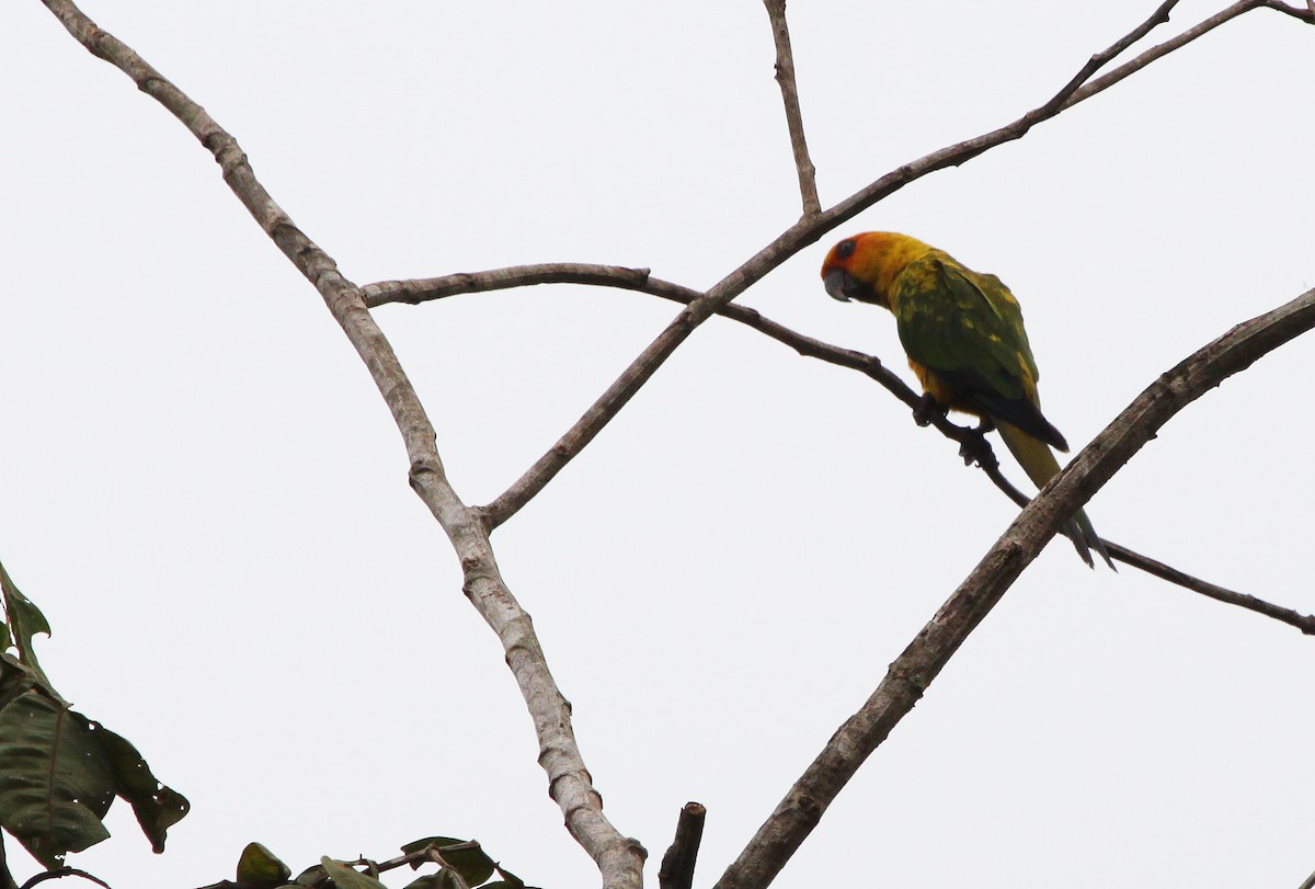 Sulphur-breasted Parakeet - Alexander Lees
