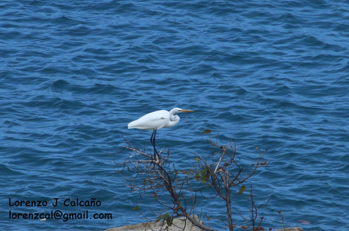 Grande Aigrette - ML144854181