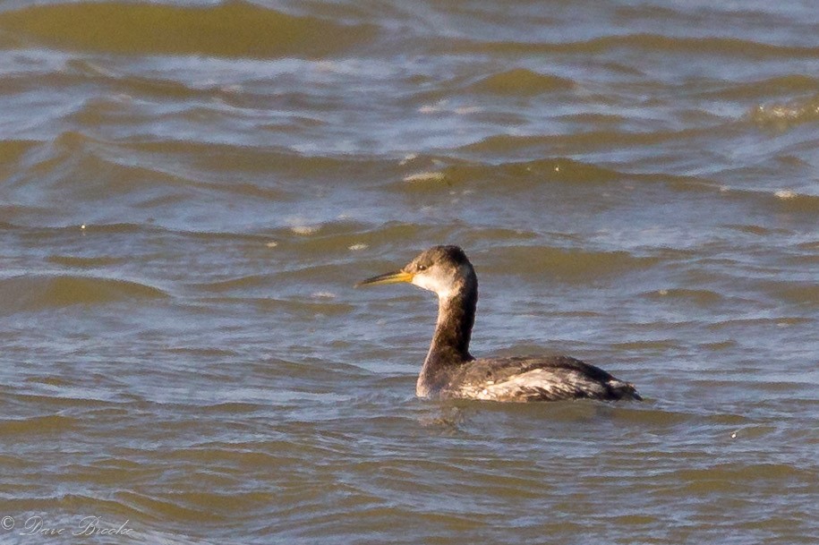 Red-necked Grebe - ML144854871