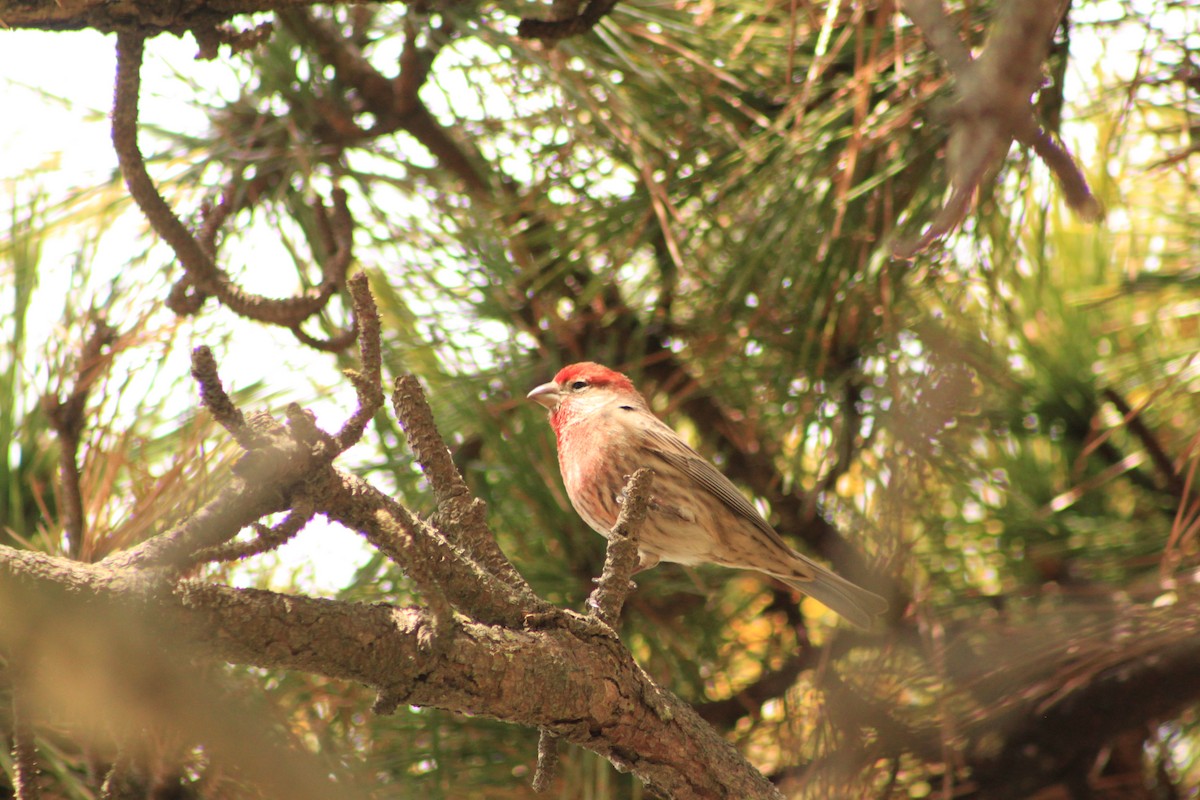 House Finch - ML144855091