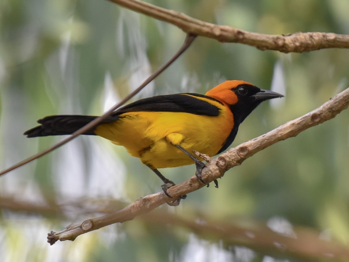 Orange-crowned Oriole - ML144855421