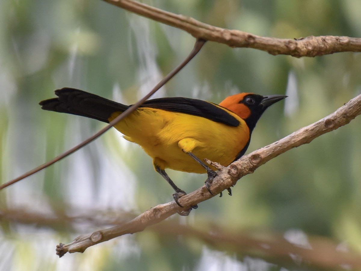Orange-crowned Oriole - ML144855431