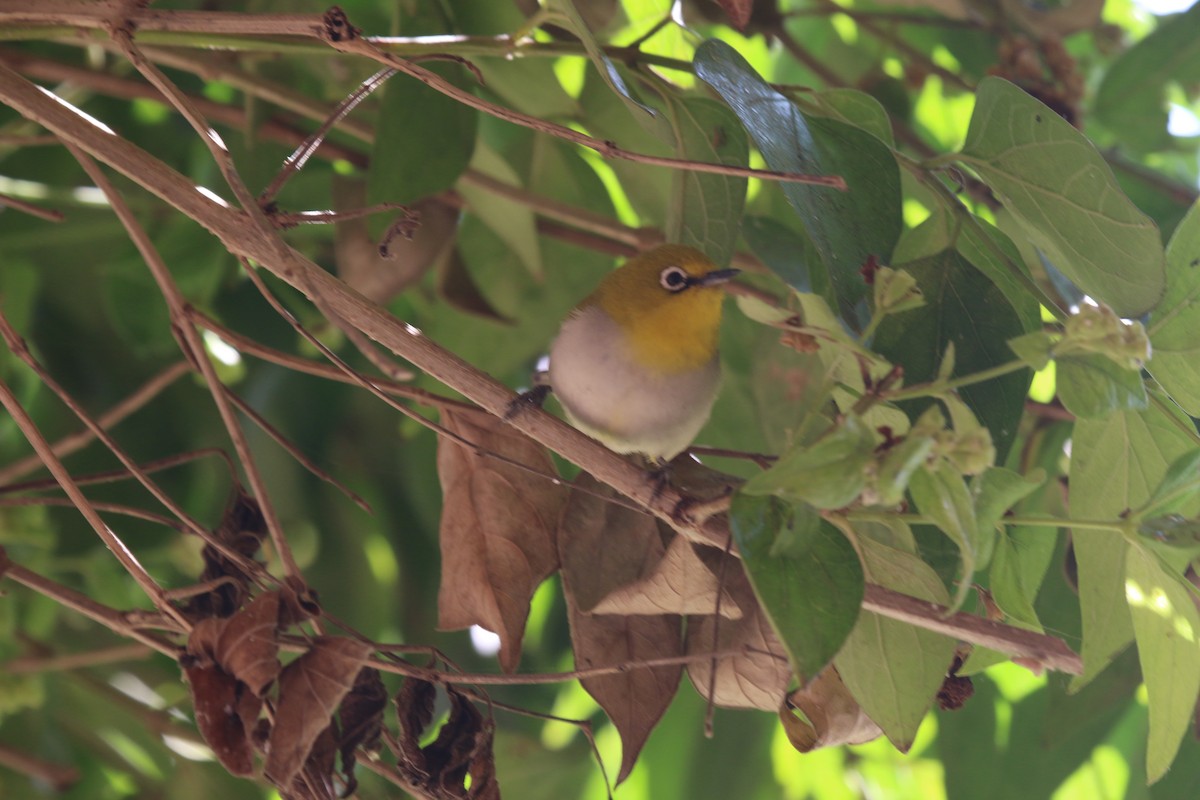 Indian White-eye - Joan and/or George Sims