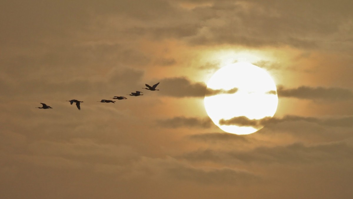 Eurasian Spoonbill - ML144856051