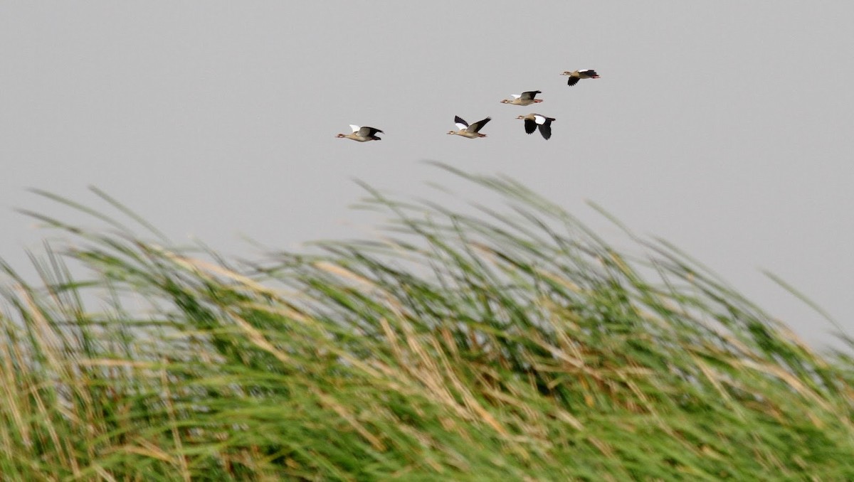 Egyptian Goose - ML144856111