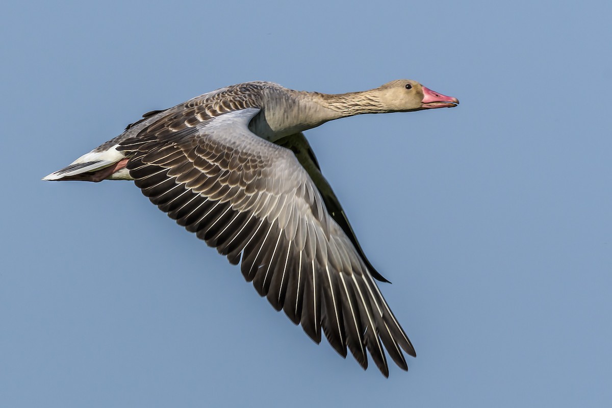 Graylag Goose - Nitin Chandra