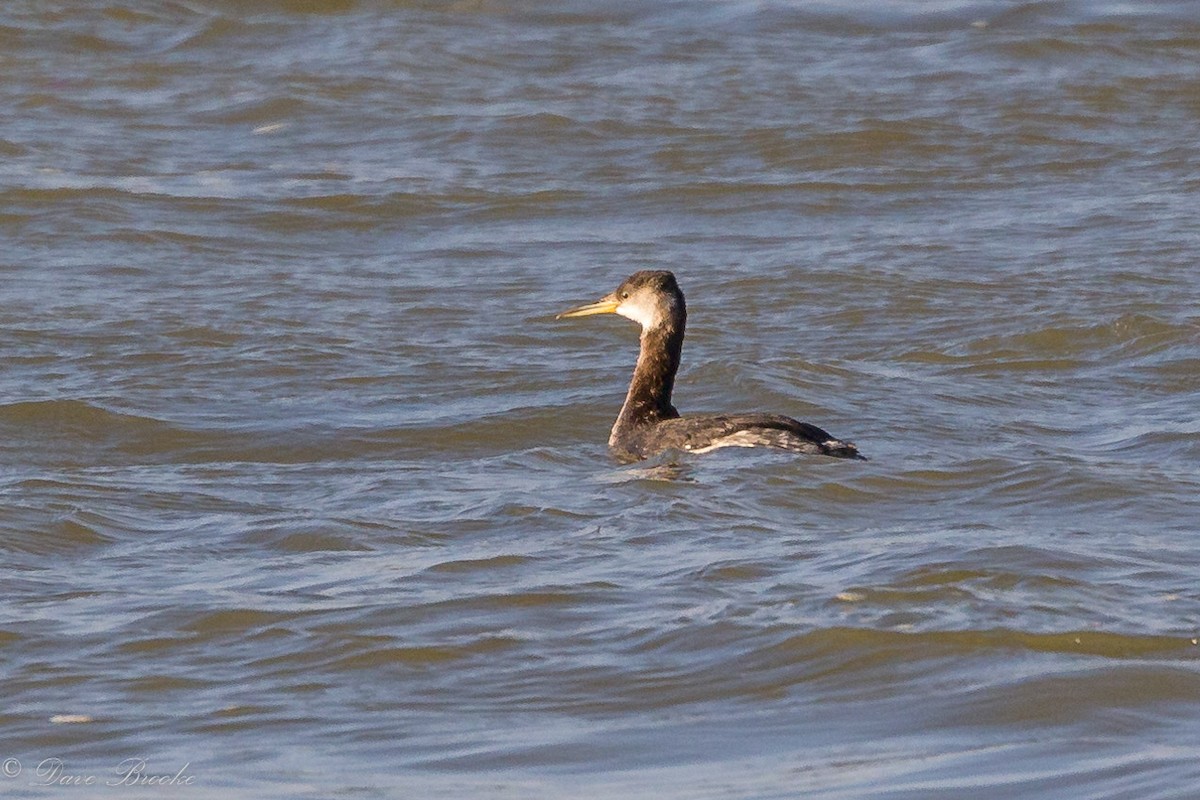 Red-necked Grebe - ML144856671