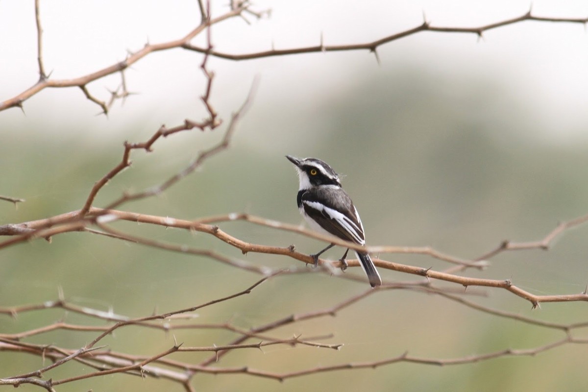 Senegal Batis - ML144857011