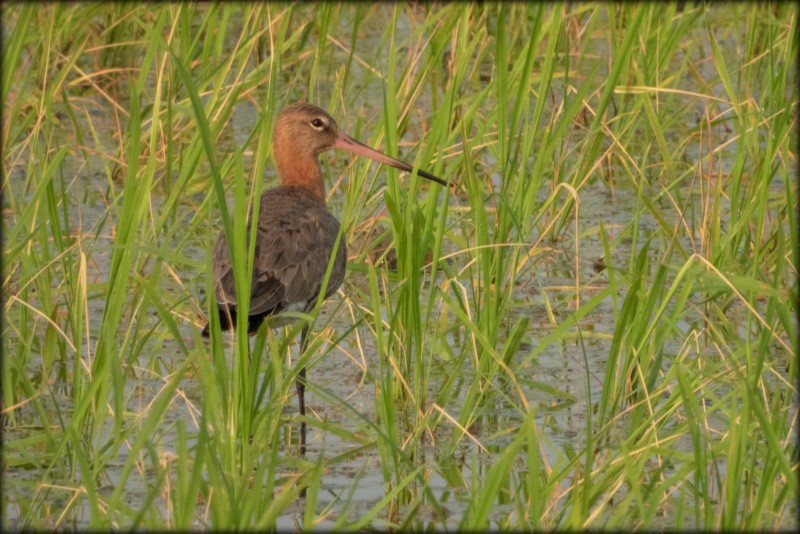 Black-tailed Godwit - ML144857071