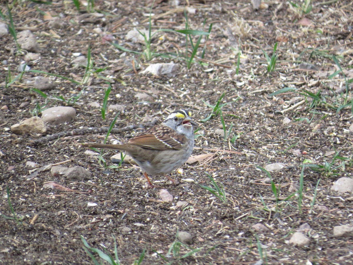 White-throated Sparrow - ML144858851