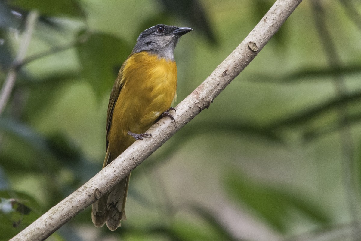 Gray-headed Tanager (Gray-headed) - Markus Craig