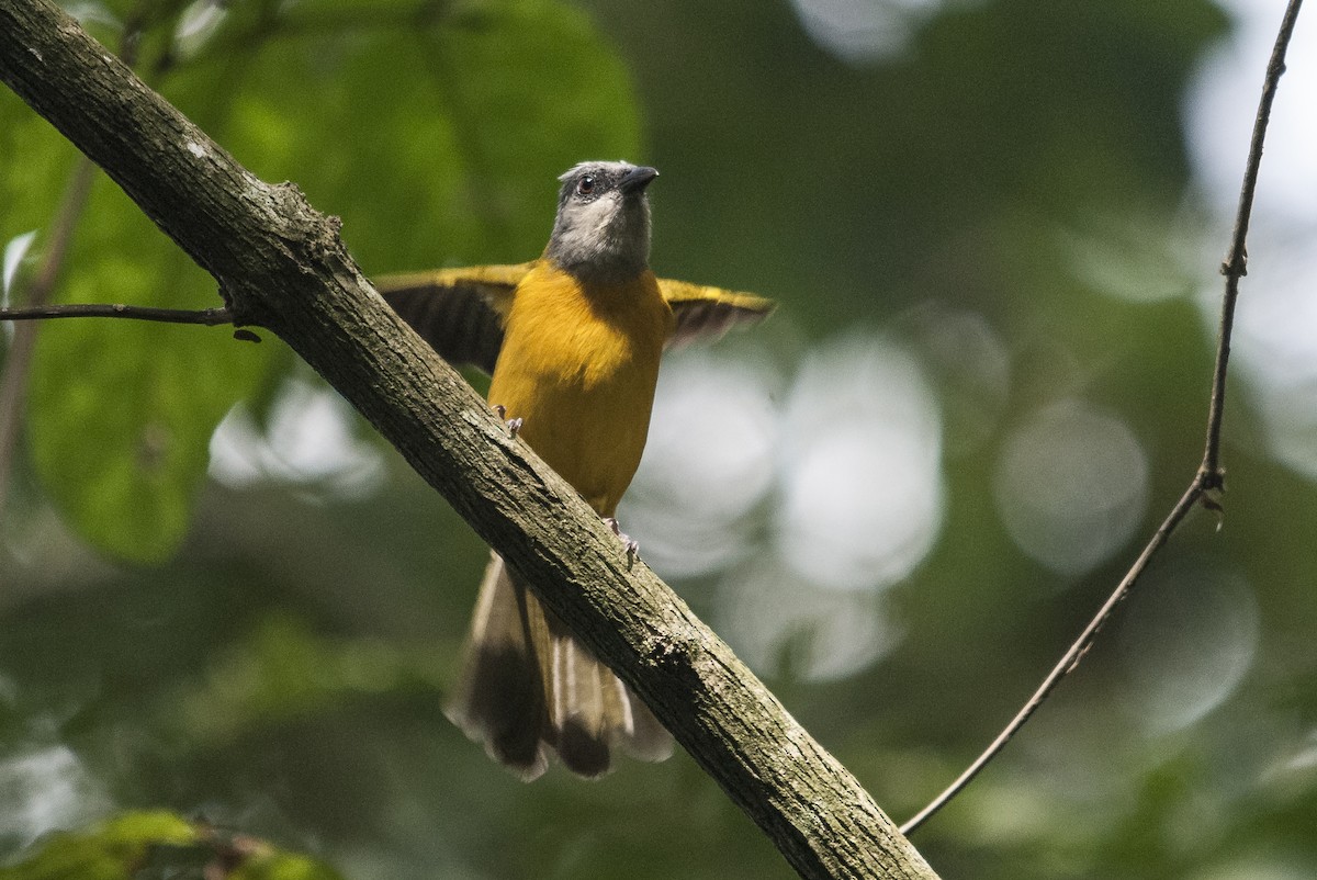 Gray-headed Tanager (Gray-headed) - ML144860621