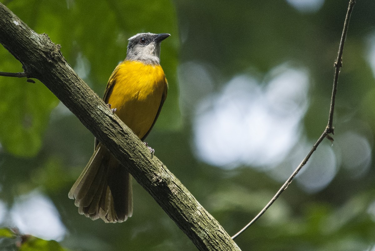 Gray-headed Tanager (Gray-headed) - ML144860691