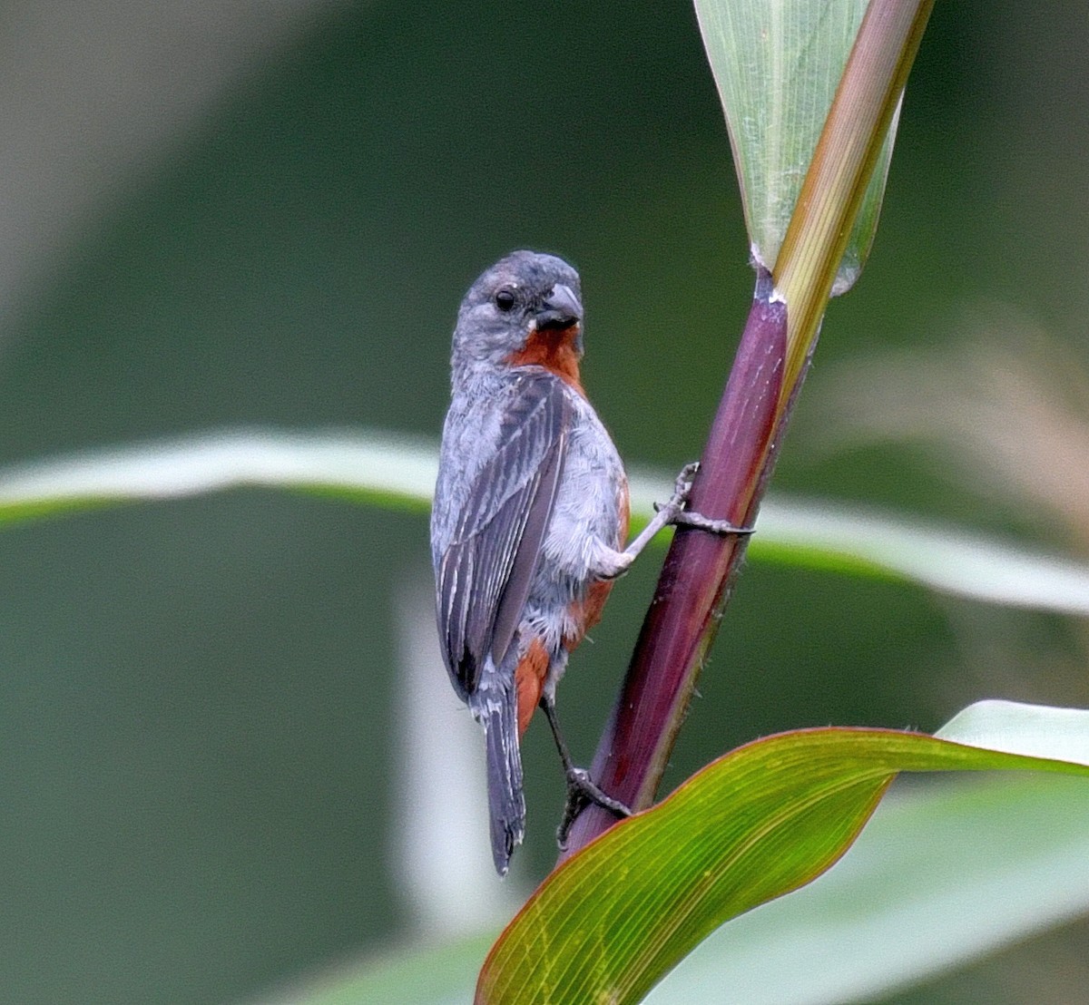 Chestnut-bellied Seedeater - ML144861521