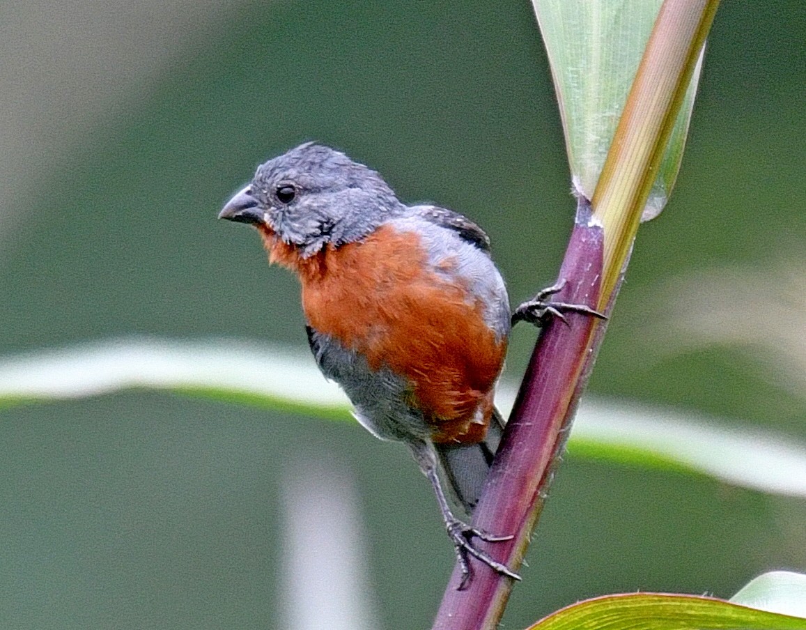 Chestnut-bellied Seedeater - ML144861541