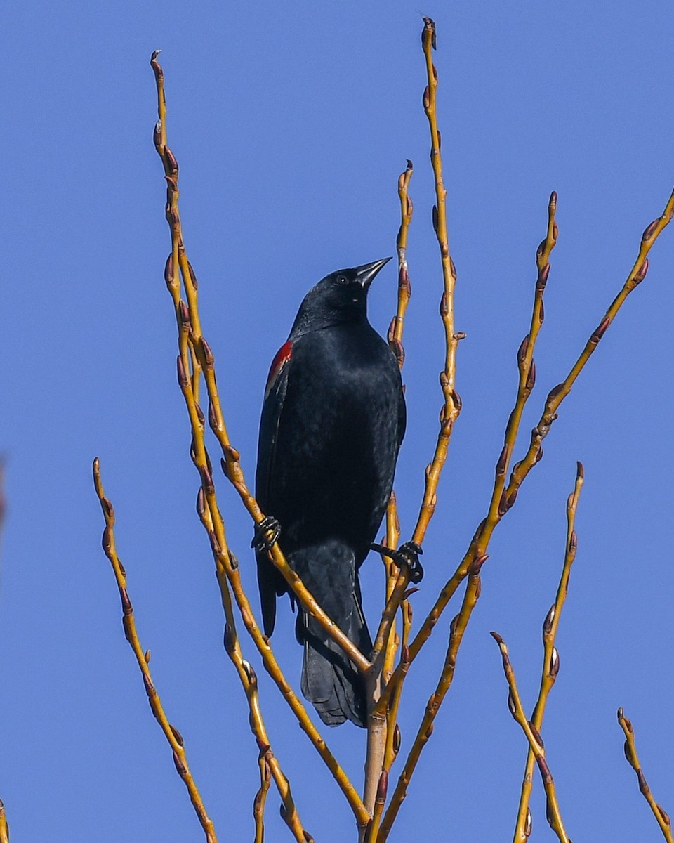 Red-winged Blackbird - ML144861741