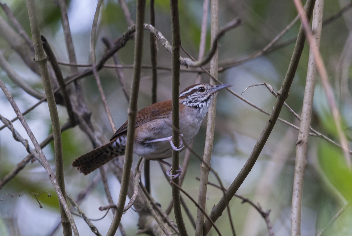 Rufous-and-white Wren - ML144862241