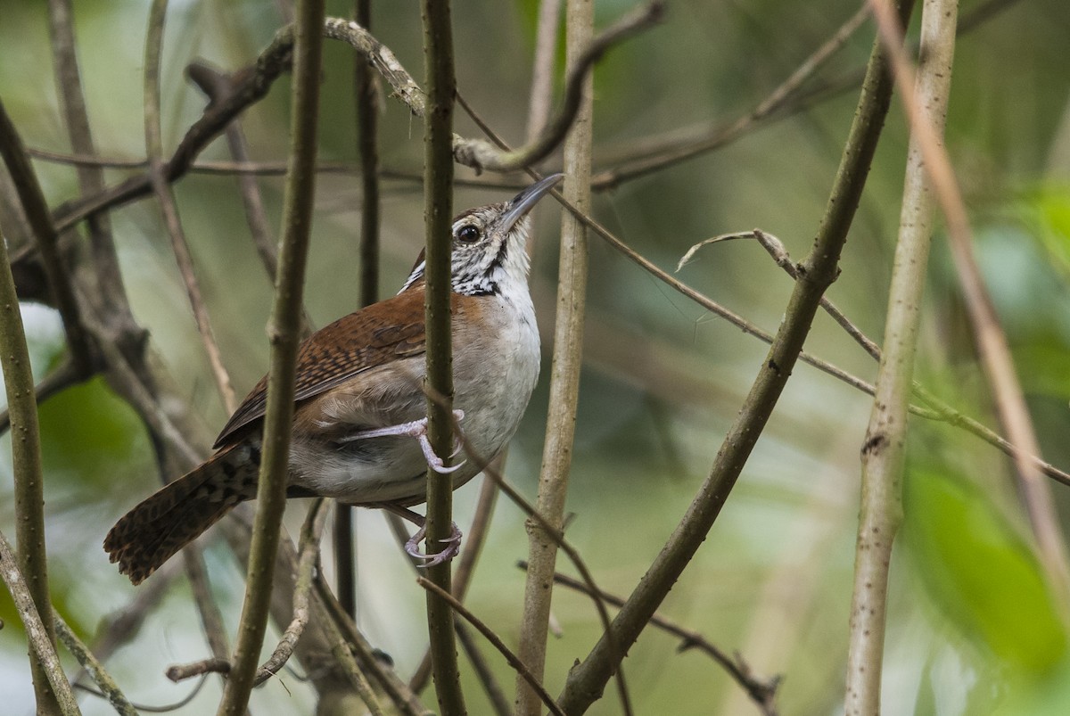 Rufous-and-white Wren - ML144862391