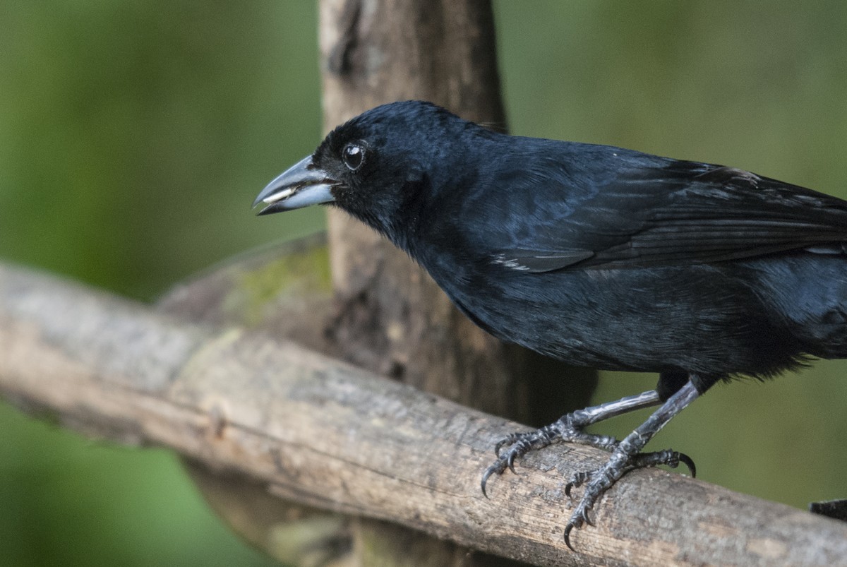 White-lined Tanager - ML144862961