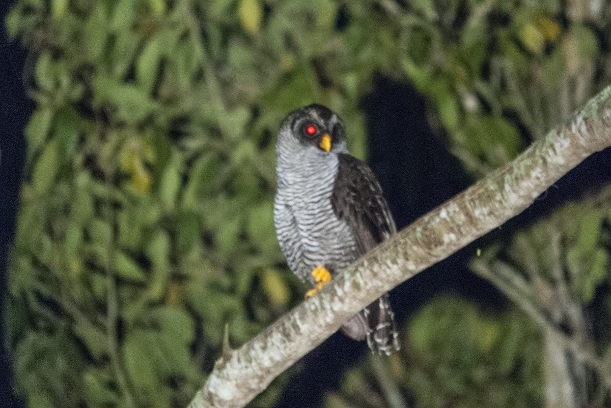 Black-and-white Owl - ML144863971