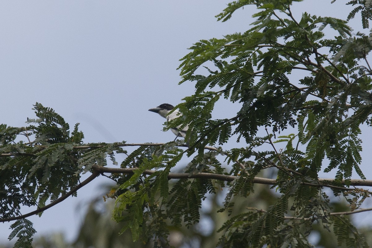 Black-crowned Tityra - ML144864141