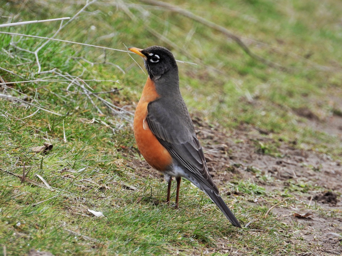 American Robin - Nick Mrvelj